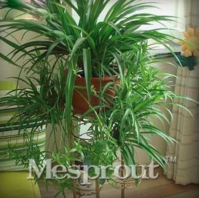 Chlorophytum Seed Absorb Formaldehyde Perennial Potted Plants (Color: 4)