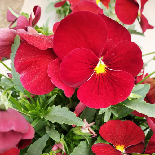 Super Bingo Series Red Pansy Seeds - Biennial Pansy, Vibrant Cold-Tolerant Blooms