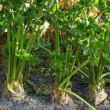 Celeriac 'Giant Prague' Seeds - Cold-Hardy Biennial, Nutritious Root Vegetable, Edible Taproot & Leaves
