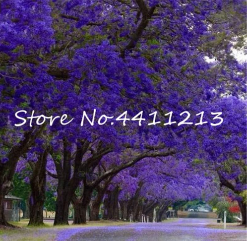 Jacaranda Mimosifolia Seeds Outdoor Potted Jacaranda Flower