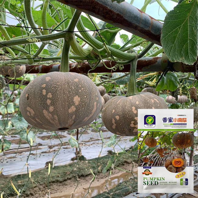 Link-2 for usa-3K Xiangmi Small Pumpkin Seeds