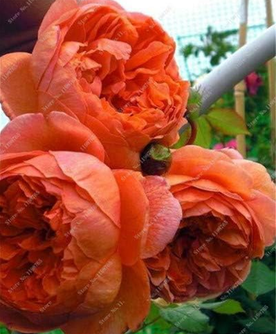 Colorful Peony Heirloom Tree Plant Hardy Perennial Light Flower (Color: g)