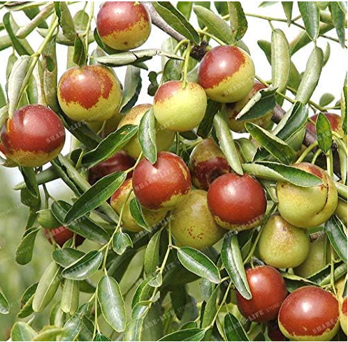 Red Jujube Seed Very Sweet Healthy Organic Nutrition Fruit