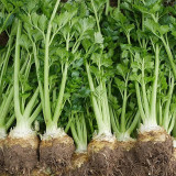 Celeriac 'Giant Prague' Seeds - Cold-Hardy Biennial, Nutritious Root Vegetable, Edible Taproot & Leaves