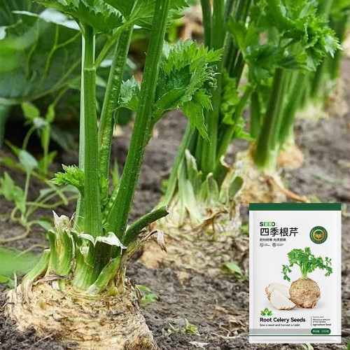 Celeriac 'Giant Prague' Seeds - Cold-Hardy Biennial, Nutritious Root Vegetable, Edible Taproot & Leaves