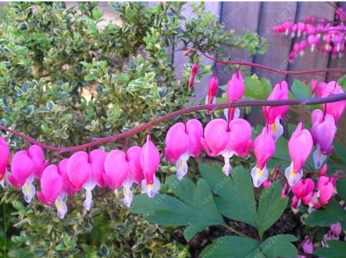 Dicentra Spectabilis Seeds Bleeding Heart classic cottage garden plant (Color: 4)