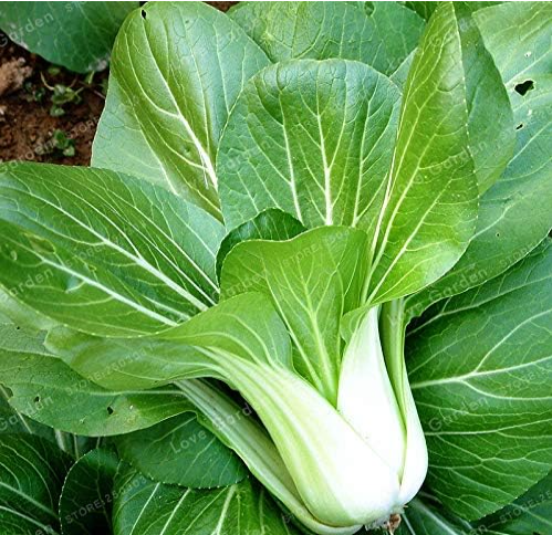 Pak Choi Bok Choy Chinese Cabbage Seed Vegetable Easy Grow Organic