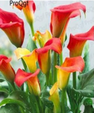 A Set Calla Lily Flower Root Bulb - (Color: 6)