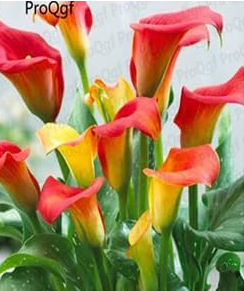 A Set Calla Lily Flower Root Bulb - (Color: 6)