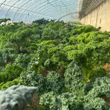 Curly Kale Seeds - Fast-Growing Nutrient-Dense Pinnate Leaves for Cool Climate Gardens
