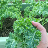 Curly Kale Seeds - Fast-Growing Nutrient-Dense Pinnate Leaves for Cool Climate Gardens