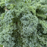 Curly Kale Seeds - Fast-Growing Nutrient-Dense Pinnate Leaves for Cool Climate Gardens