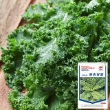 Curly Kale Seeds - Fast-Growing Nutrient-Dense Pinnate Leaves for Cool Climate Gardens