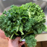Curly Kale Seeds - Fast-Growing Nutrient-Dense Pinnate Leaves for Cool Climate Gardens