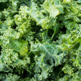 Curly Kale Seeds - Fast-Growing Nutrient-Dense Pinnate Leaves for Cool Climate Gardens