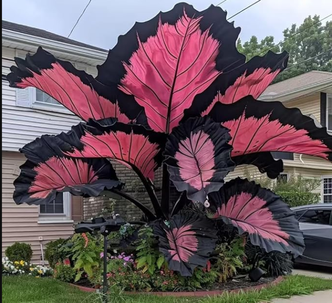 Caladium Seeds Suitable for Balconies, Patios, Gardens