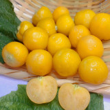 Ground Cherry Seeds - Physalis Pruinosa, Sweet Golden Berry, High Yield, Easy Grow