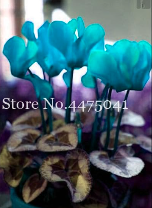 Cyclamen Flower Seeds Perennial Flowering Plants (Color: 2)