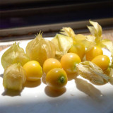 Ground Cherry Seeds - Physalis Pruinosa, Sweet Golden Berry, High Yield, Easy Grow