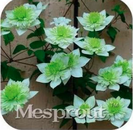 Vine Clematis Potted Clematis Garden Flower Seeds (Color: 7)