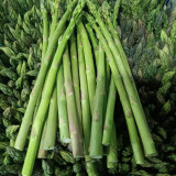 Green Asparagus Seeds - Nutrient Rich, High Fiber, Crisp Tender Shoots, Perennial Cold & Heat Resistant for Home Gardens