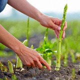 Green Asparagus Seeds - Nutrient Rich, High Fiber, Crisp Tender Shoots, Perennial Cold & Heat Resistant for Home Gardens