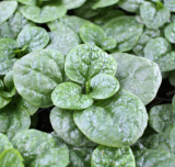 Gynura Cusimbua Seed Vegetable Seed Big Malabar Spinach