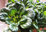 Wuta-tsai Seed Brassica Campestris Green Healthy Vegetables