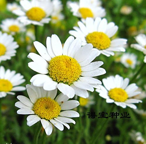 White Chrysanthemum Seed White Daisy Flower Seeds