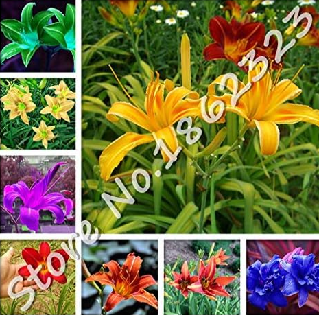 Beautiful Day Lily Flower Seeds Perennial Hemerocallis (Color: Mixed)