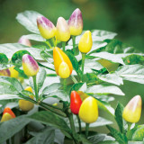 Pearl Ornamental Pepper Seeds - Colorful Mini Chili Plant for Containers & Gardens