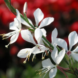 White Gaura Seeds - Perennial with Pink Calyx & White Petals, Cold-Hardy Flowering Plant for Borders & Containers