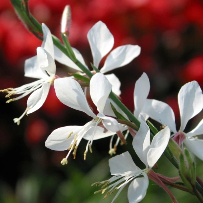 White Gaura Seeds - Perennial with Pink Calyx & White Petals, Cold-Hardy Flowering Plant for Borders & Containers