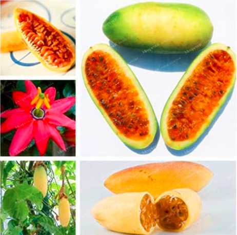 Passiflora Mollissima Banana Passion Fruit Seeds (Color: Mix)