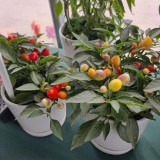 Pearl Ornamental Pepper Seeds - Colorful Mini Chili Plant for Containers & Gardens