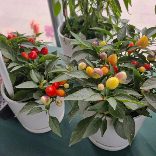 Pearl Ornamental Pepper Seeds - Colorful Mini Chili Plant for Containers & Gardens