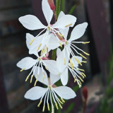 White Gaura Seeds - Perennial with Pink Calyx & White Petals, Cold-Hardy Flowering Plant for Borders & Containers