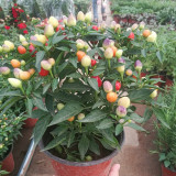 Pearl Ornamental Pepper Seeds - Colorful Mini Chili Plant for Containers & Gardens