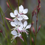 White Gaura Seeds - Perennial with Pink Calyx & White Petals, Cold-Hardy Flowering Plant for Borders & Containers