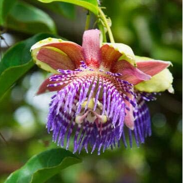 Passion Flower Seeds (Passiflora Caerulea) (Color: 6)