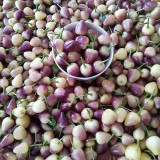 Pearl Ornamental Pepper Seeds - Colorful Mini Chili Plant for Containers & Gardens