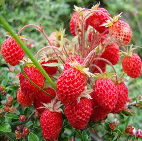 Sweet Wild Strawberry Seed Perennial Edlible Plant for Home Garden