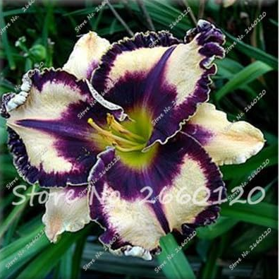 Hybrid Daylily Flower Seeds (Color: 14)