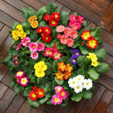 English Primrose Seeds, Primula Vulgaris, Cold-Hardy Spring Blooms with Medicinal Uses