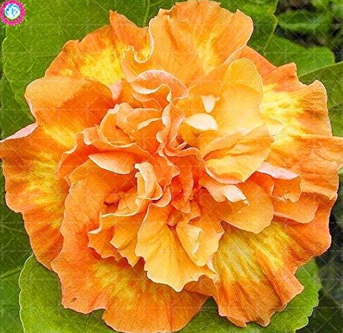 Double Flap Hibiscus Flower Seeds Perennial Garden Flowers (Color: 13)