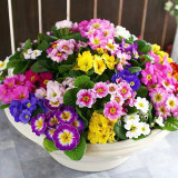 English Primrose Seeds, Primula Vulgaris, Cold-Hardy Spring Blooms with Medicinal Uses