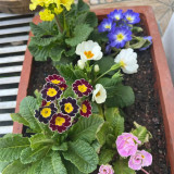 English Primrose Seeds, Primula Vulgaris, Cold-Hardy Spring Blooms with Medicinal Uses