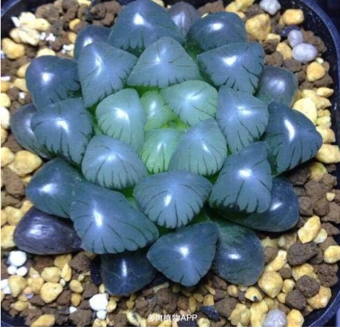SANHOC 50pcs Semences Haworthia Cooperi Baker - Graines Succulentes Yu-Lu Bonsai