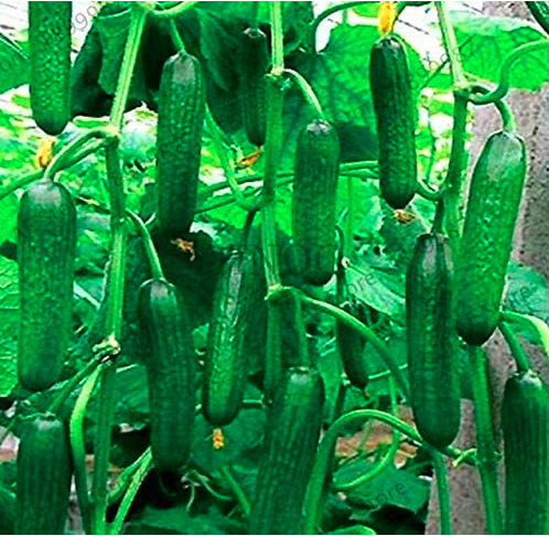 Long Cucumber Seeds Chinese cucumb Organic Vegetable (Color: 2)