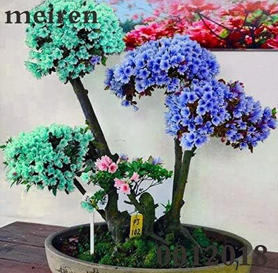 Japanese Azalea Seeds Rhododendron Azalea (Color: 15)